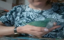 Parakeets birds for sale: Quaker parrots babies hand reared different colour - Image 19