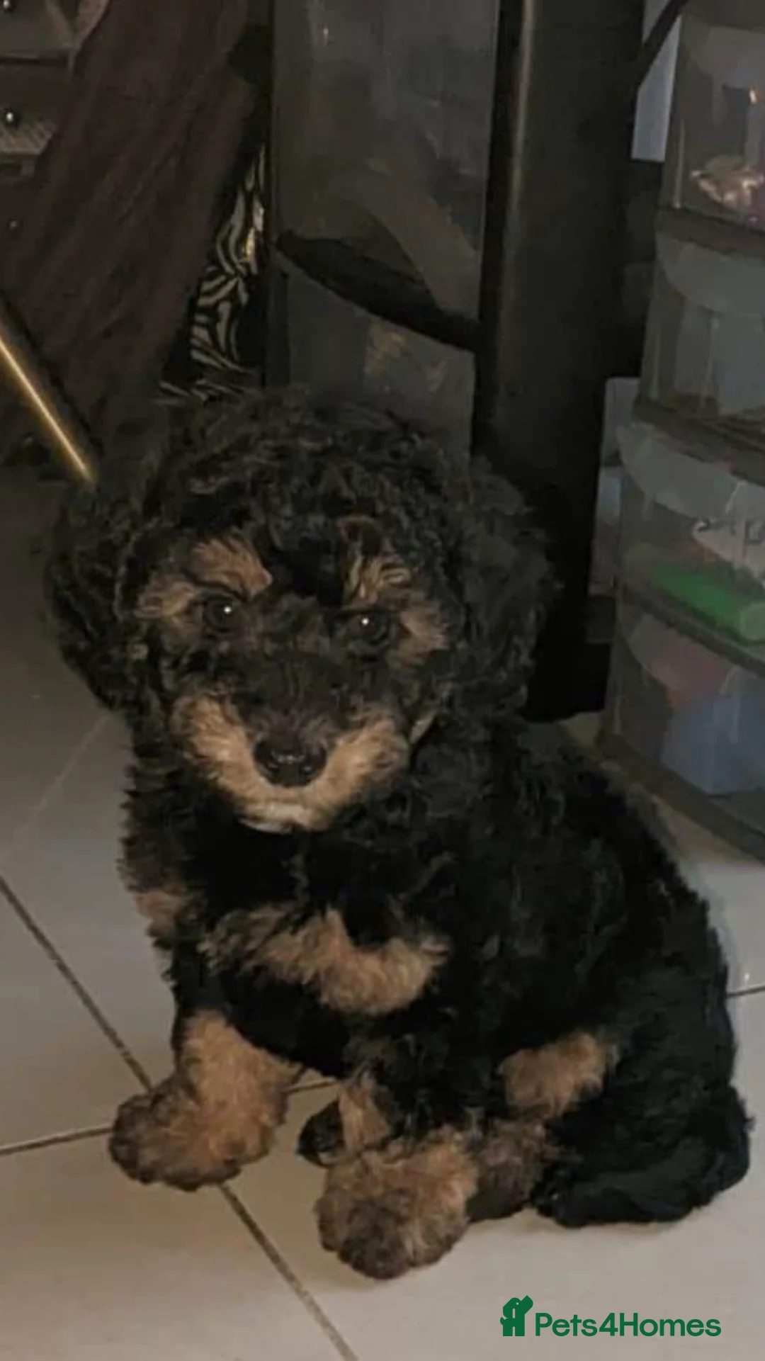 Toy Poodle dogs for stud: Tri Coloured Toy and Miniature studs in Northallerton - Advert 18