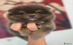 Pomeranian dogs for sale: True to type beautiful blue/choco pomeranians boy  - Image 2