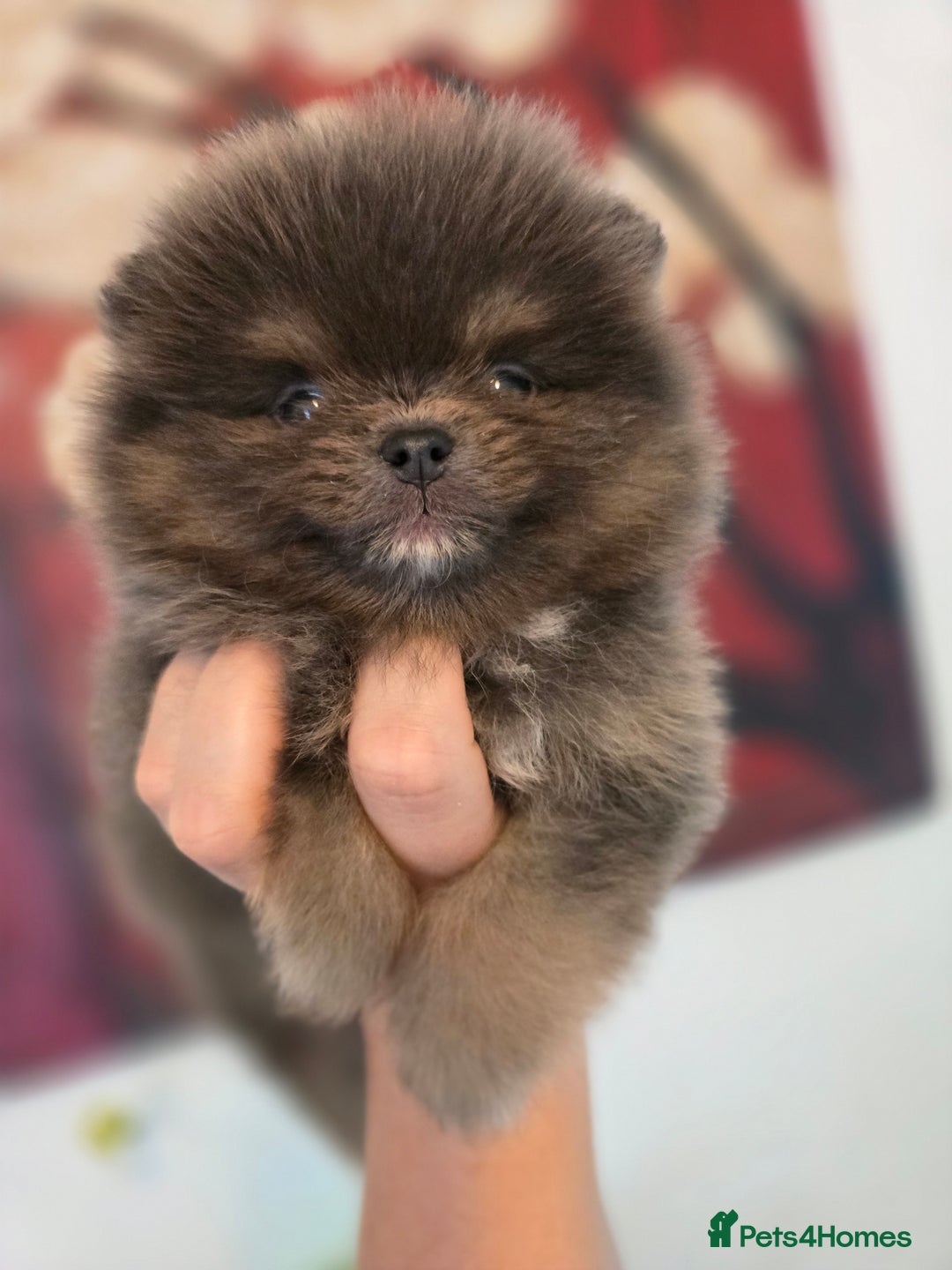 Pomeranian dogs for sale: True to type beautiful blue/choco pomeranians boy  - Image 2
