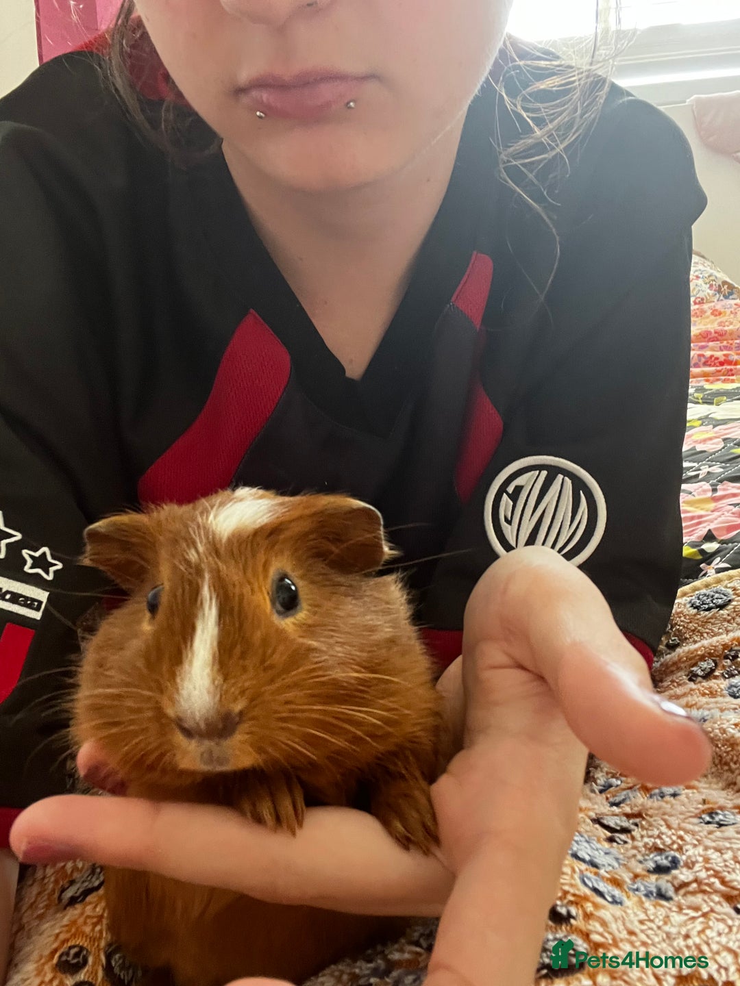 Guinea Pig rodents for sale: Bonded Male Guinea Pigs for Rehoming - Image 3