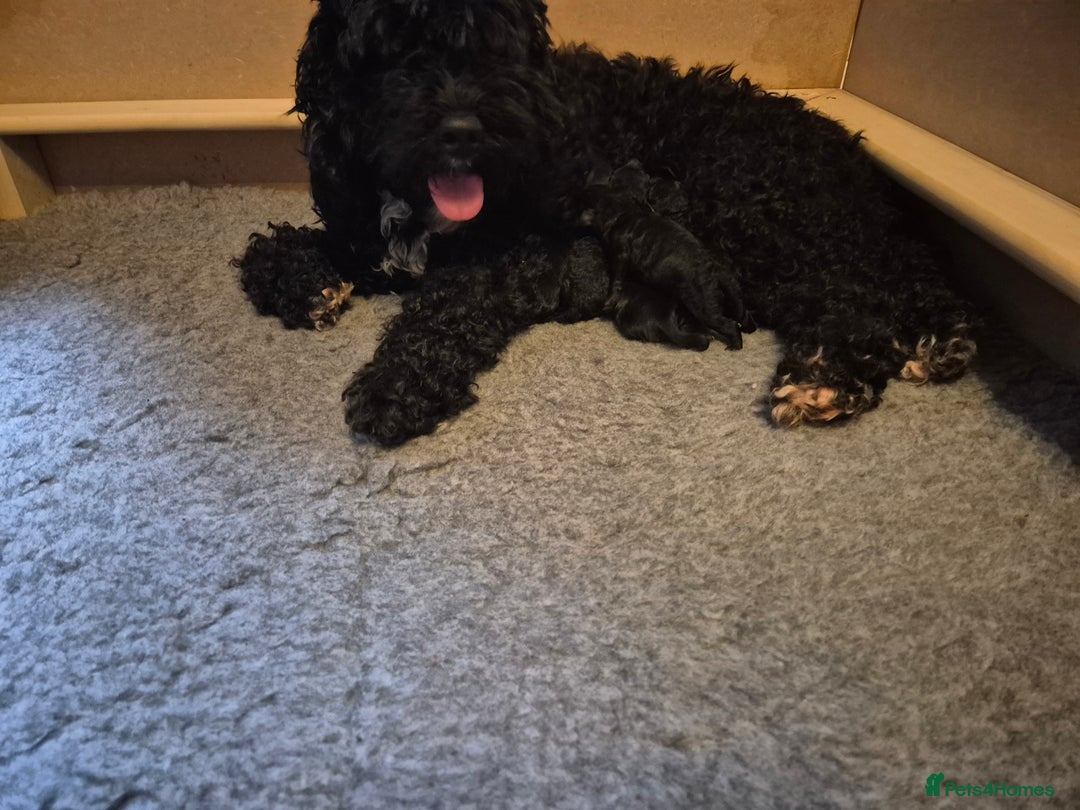 Cockapoo dogs for sale: 🐾 F1b Cockapoo Puppies for Sale 🐾 - Image 9