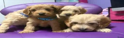 Cockapoo dogs for sale: Beautiful puppies  - Advert 15