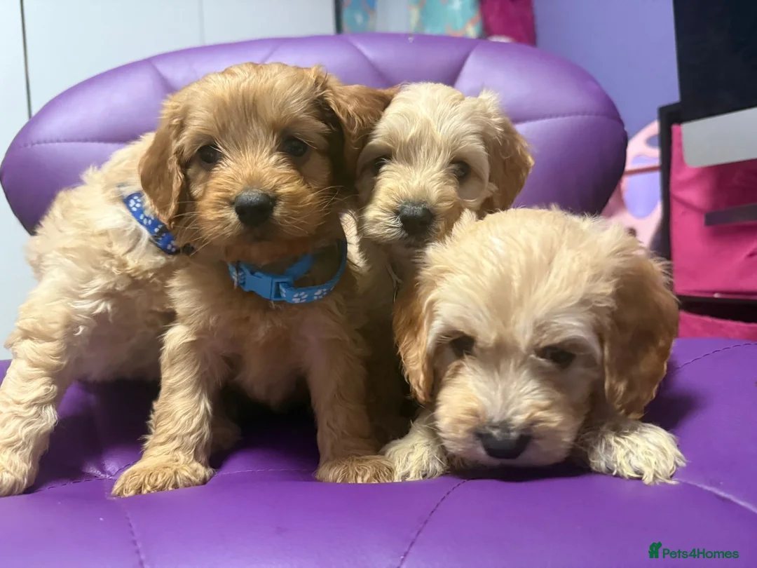 Cockapoo dogs for sale: Beautiful puppies  - Advert 15