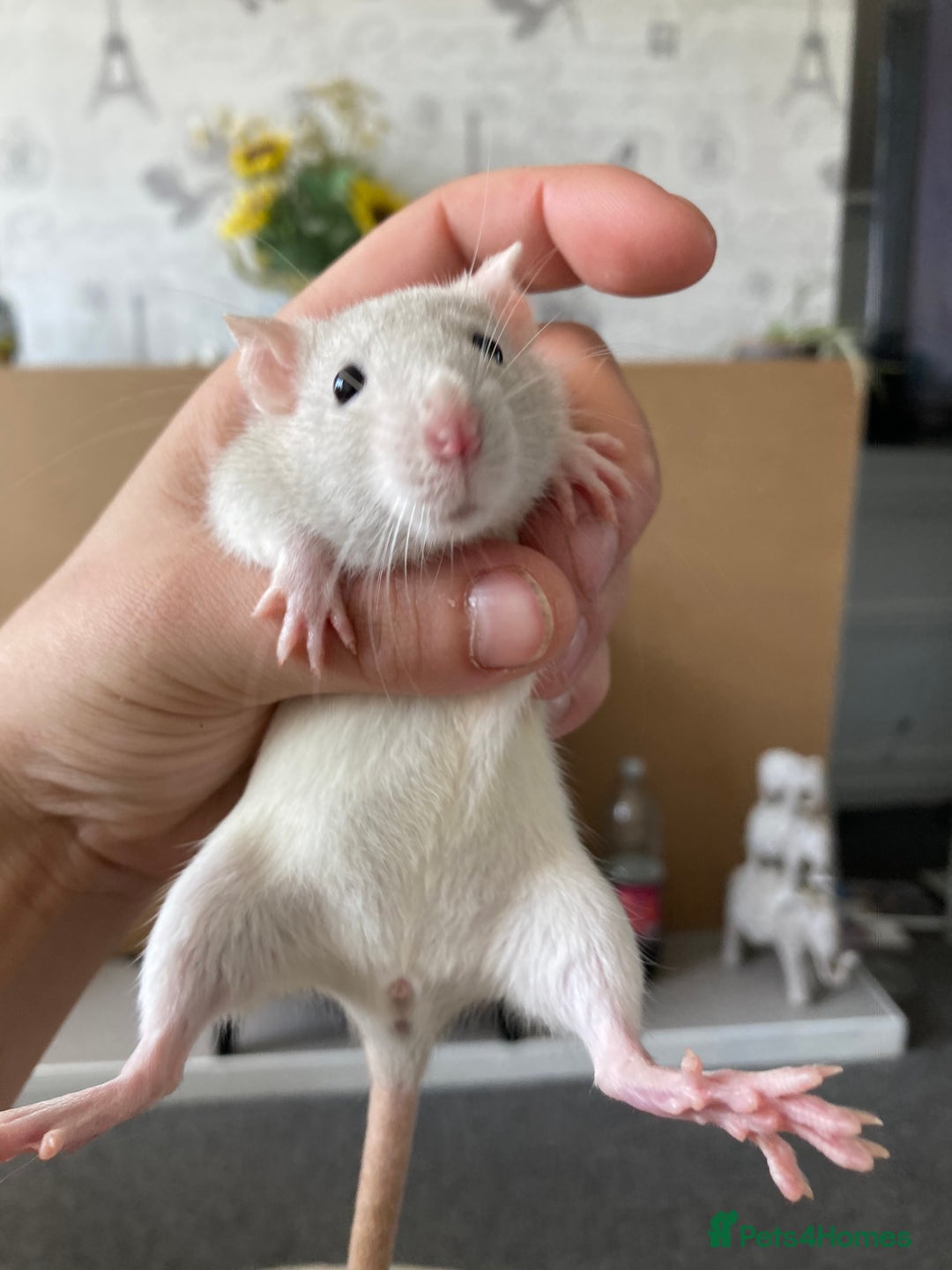 Rat rodents for sale: Baby Fancy/Dumbo/naked and Rex Rats available Hull - Image 2