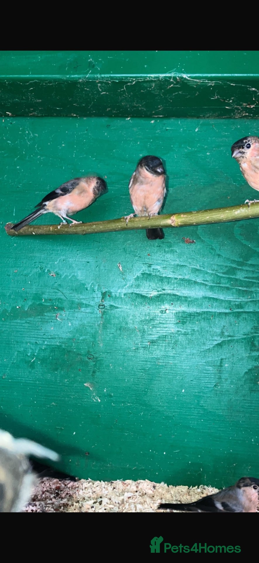 Finches birds Bull finch cocks for sale  - Advert 1