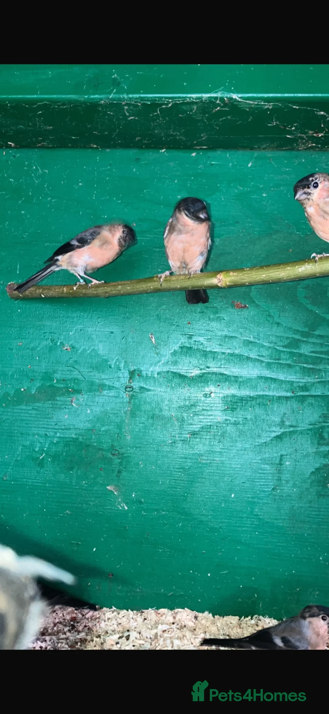 Finches birds for sale: Bull finch cocks for sale  - Advert 1