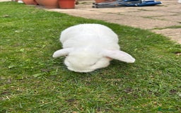 English rabbits for sale:  lop mixed  - Image 3
