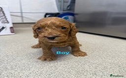 Cockapoo dogs for sale: 6 F1 cockapoo puppies 💕💙 - Image 7