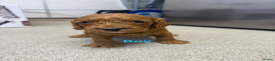 Cockapoo Puppy 1