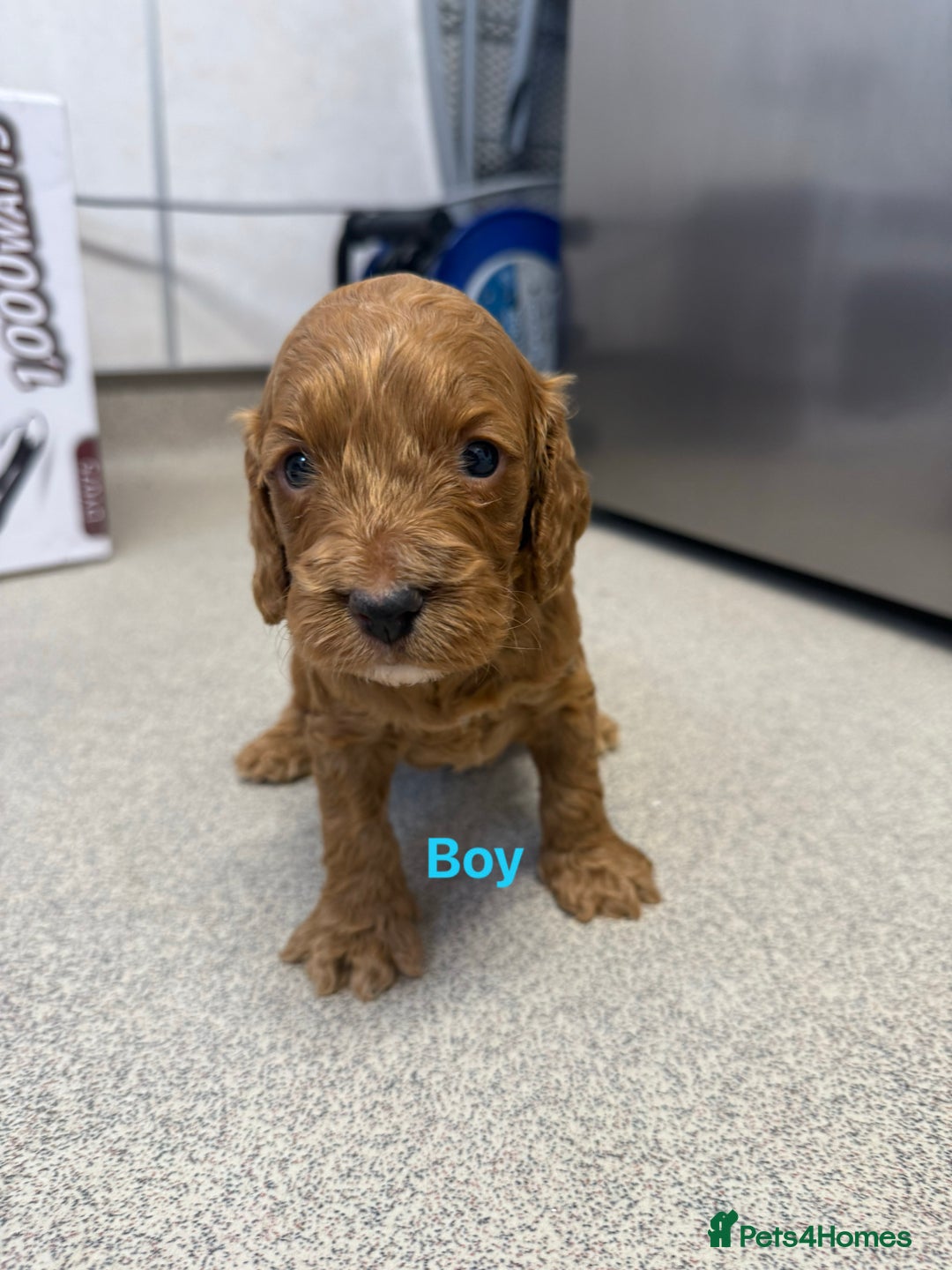 Cockapoo dogs for sale: 6 F1 cockapoo puppies 💕💙 - Image 7