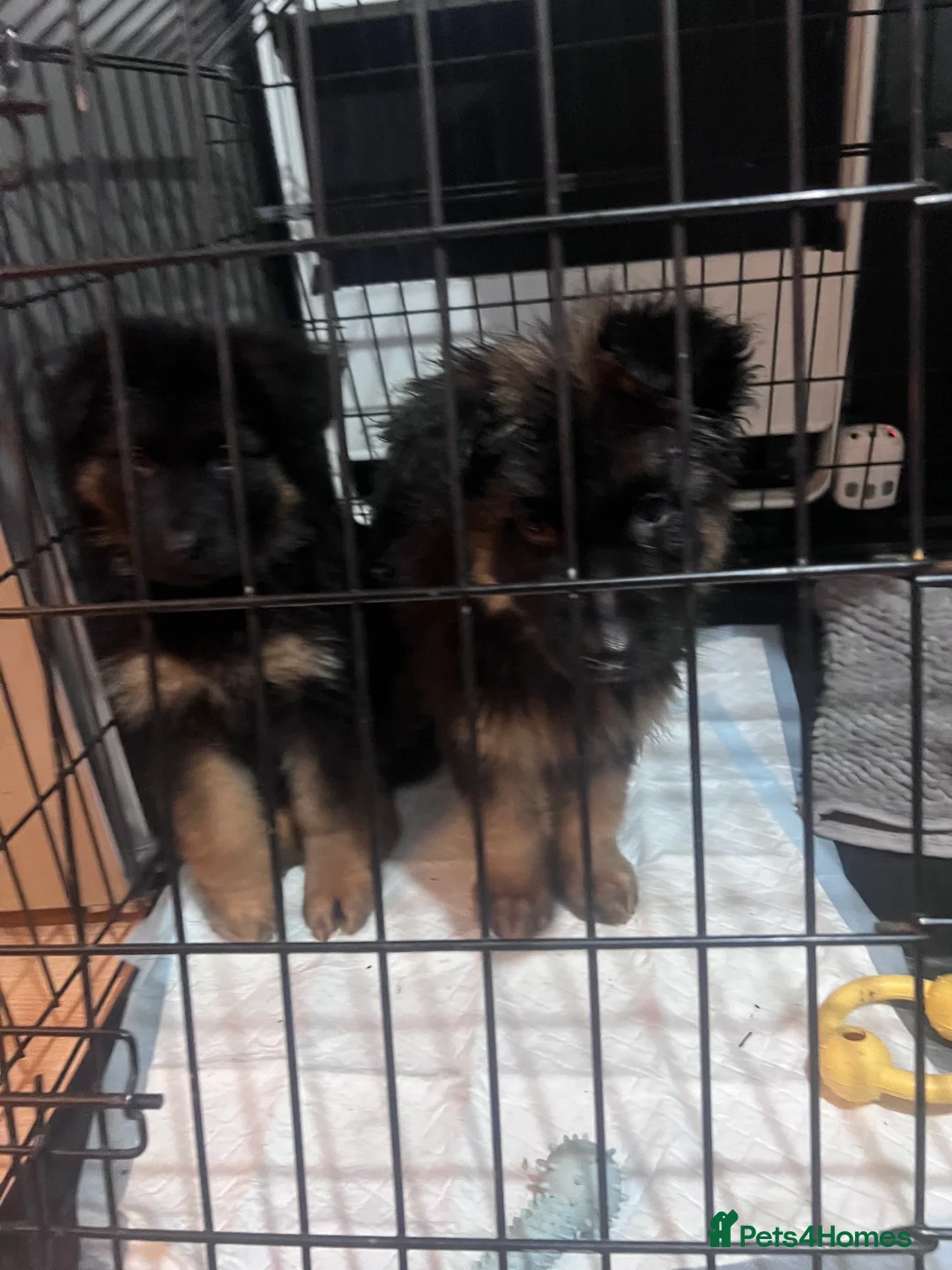 German Shepherd dogs for sale: German Shepherd puppies  - Advert 20