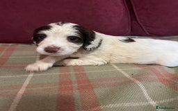 English Springer Spaniel dogs for sale: Stunning English springer spaniel  - Image 10