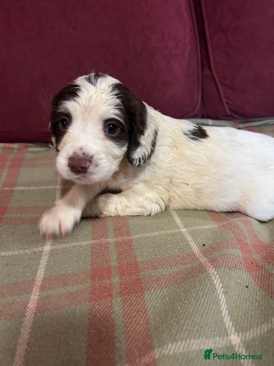 English Springer Spaniel dogs for sale: Stunning English springer spaniel  - Image 10
