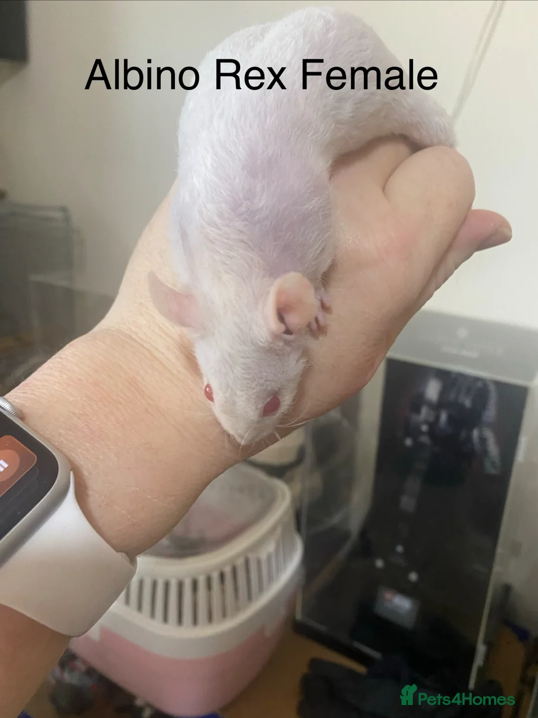 Rat rodents for sale: Albino double Rex Female (4) READY NOW - Advert 4