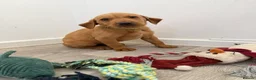 Labrador Retriever dogs for sale: Labrador puppies from a loving family home. - Advert 20