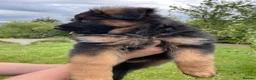 German Shepherd dogs for sale: Gorgeous female long coat German Shepherd  - Advert 9