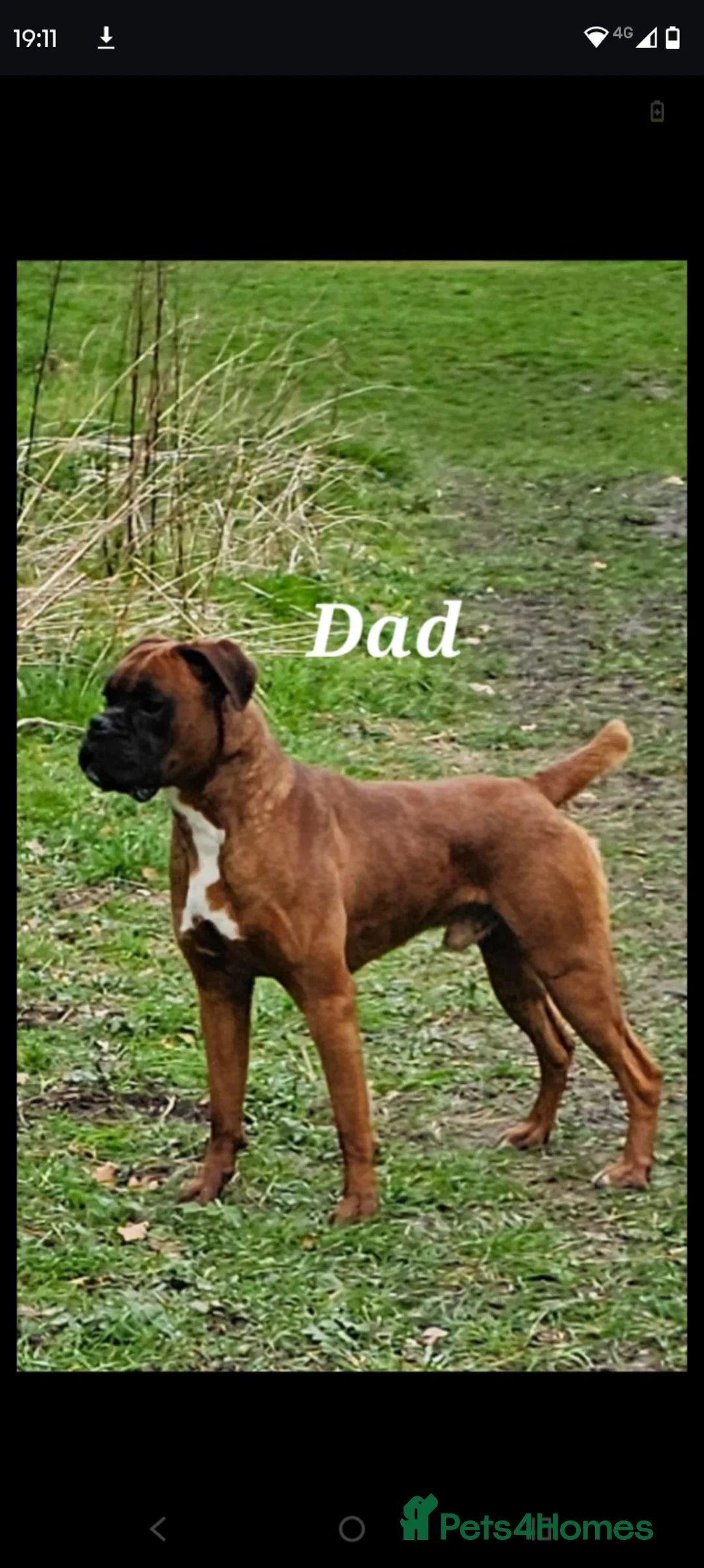 Boxer dogs for sale: 🩷🩵stunning KC registered boxers - Advert 2