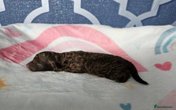 Miniature Poodle dogs for sale: Very well bred, health tested parents  - Image 12