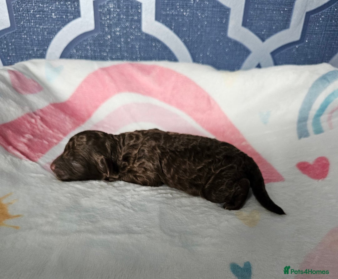 Miniature Poodle dogs for sale: Very well bred, health tested parents  - Image 12