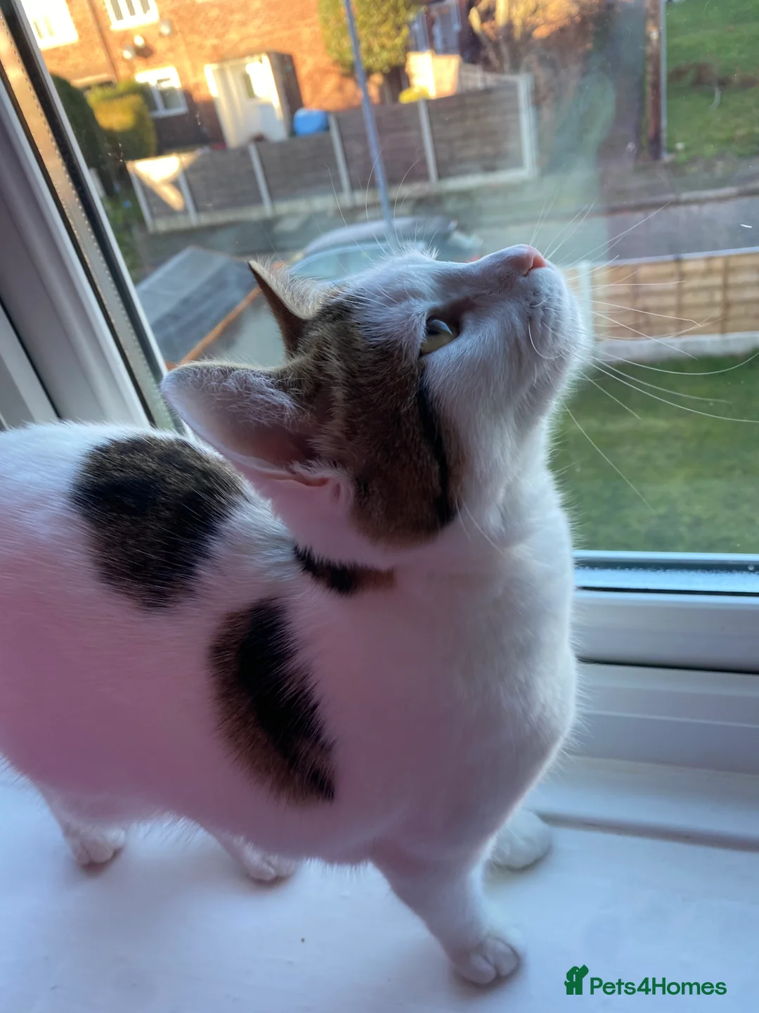 Domestic Shorthair cats for sale: Female kitten  - Advert 7