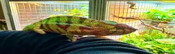 Chameleon reptiles for sale: Pair YBBB Ambilobe Panther Chameleons for sale in Oxford - Advert 8
