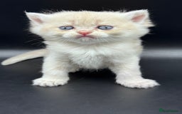 British Shorthair cats for sale: BSH GCCF GOLDEN AND BLUE KITTENS  - Image 27