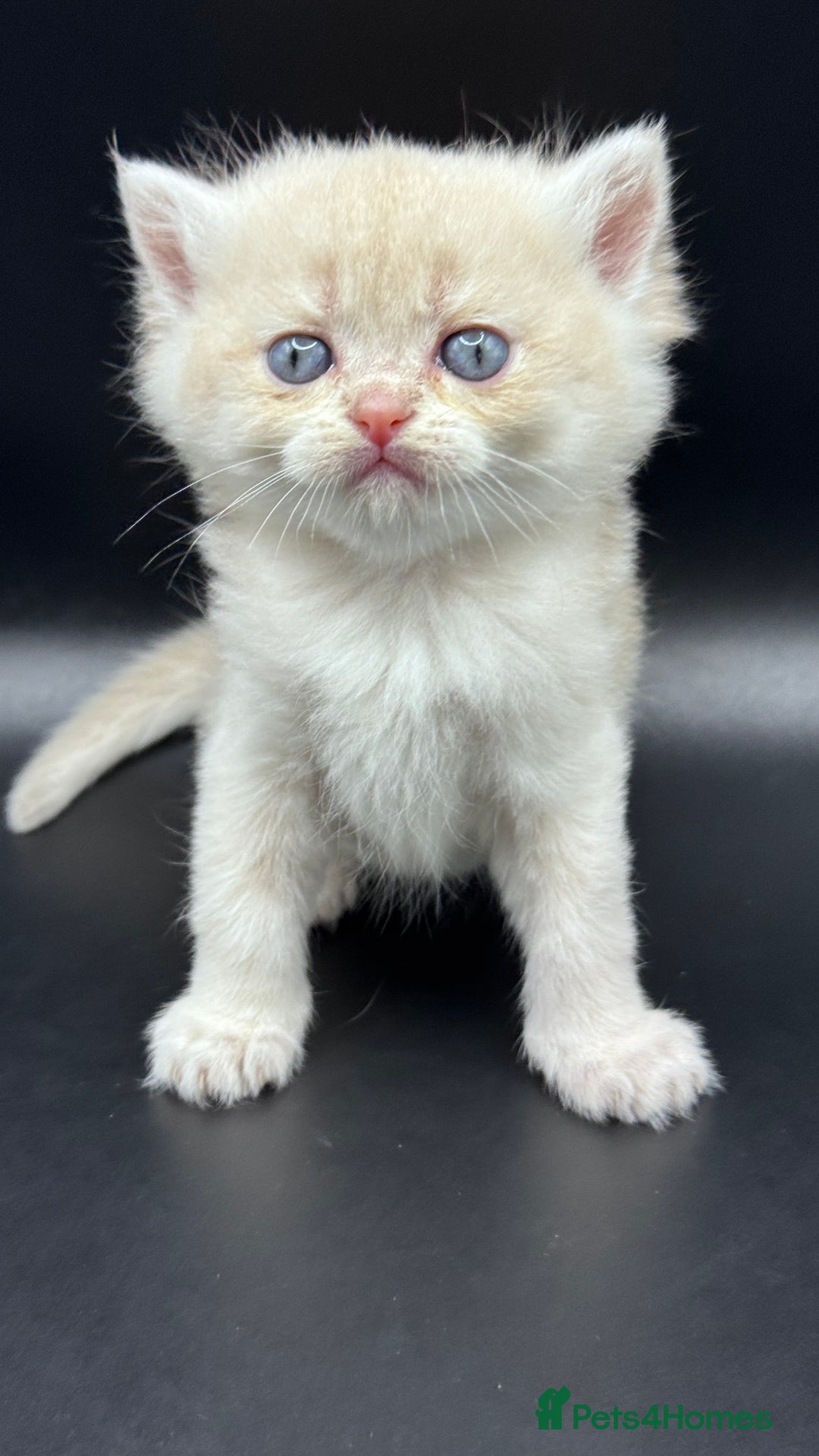 British Shorthair cats for sale: BSH GCCF GOLDEN AND BLUE KITTENS  - Image 27