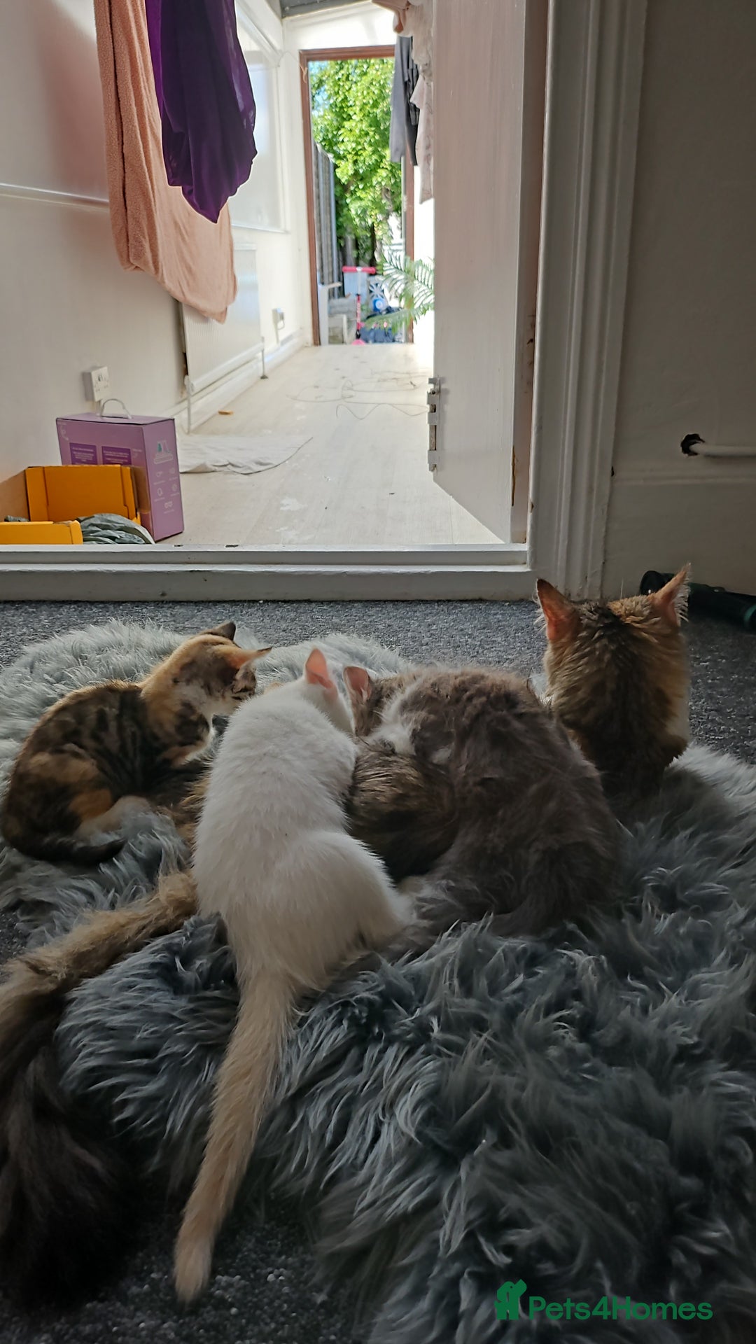 Maine Coon cats for sale: Beautiful kittens  - Image 7