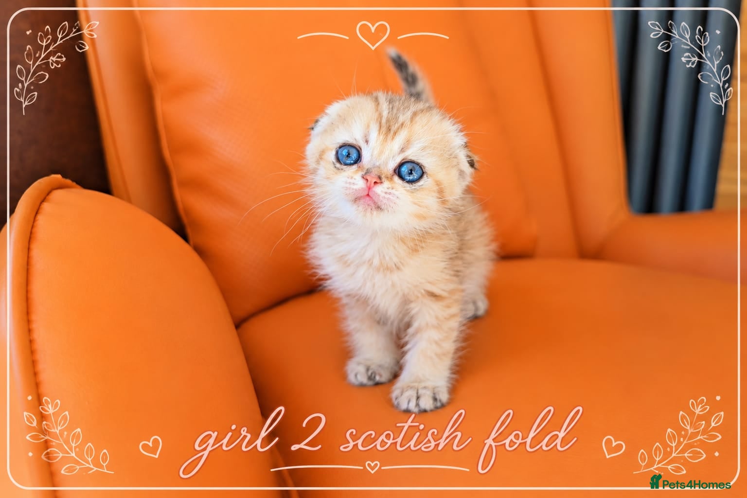 Scottish Fold cats Scotish Fold Kittens - Advert 12