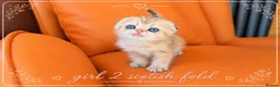 Scottish Fold cats for sale: Scotish Fold Kittens - Advert 4