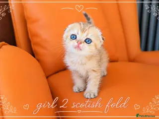 Scottish Fold cats Scotish Fold Kittens - Advert 12