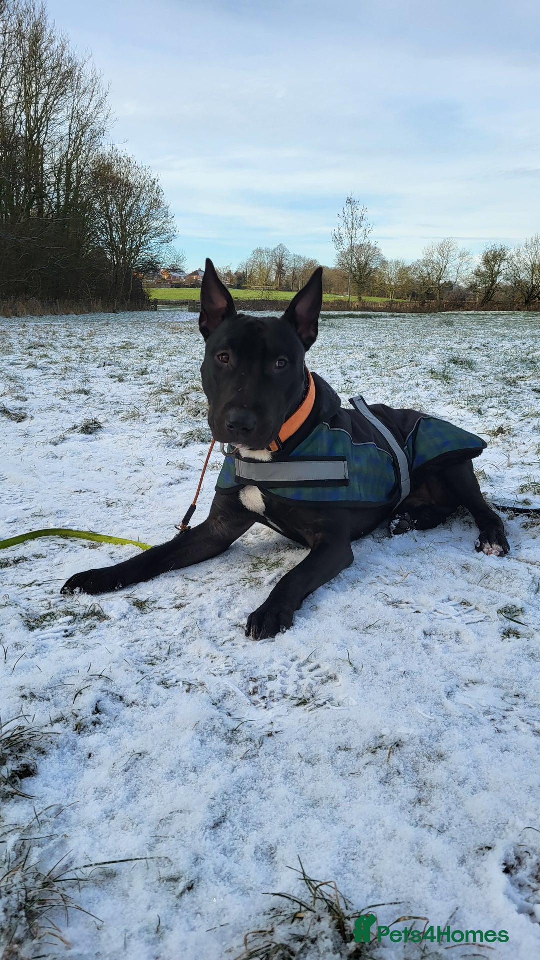 English Bull Terrier dogs for sale: English bull terrier WORKING LINES - Advert 3