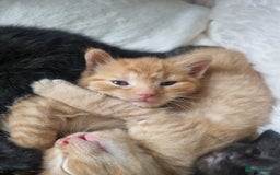 Mixed Breed cats for sale: Mixed tortoiseshell/British short-hair  - Image 7