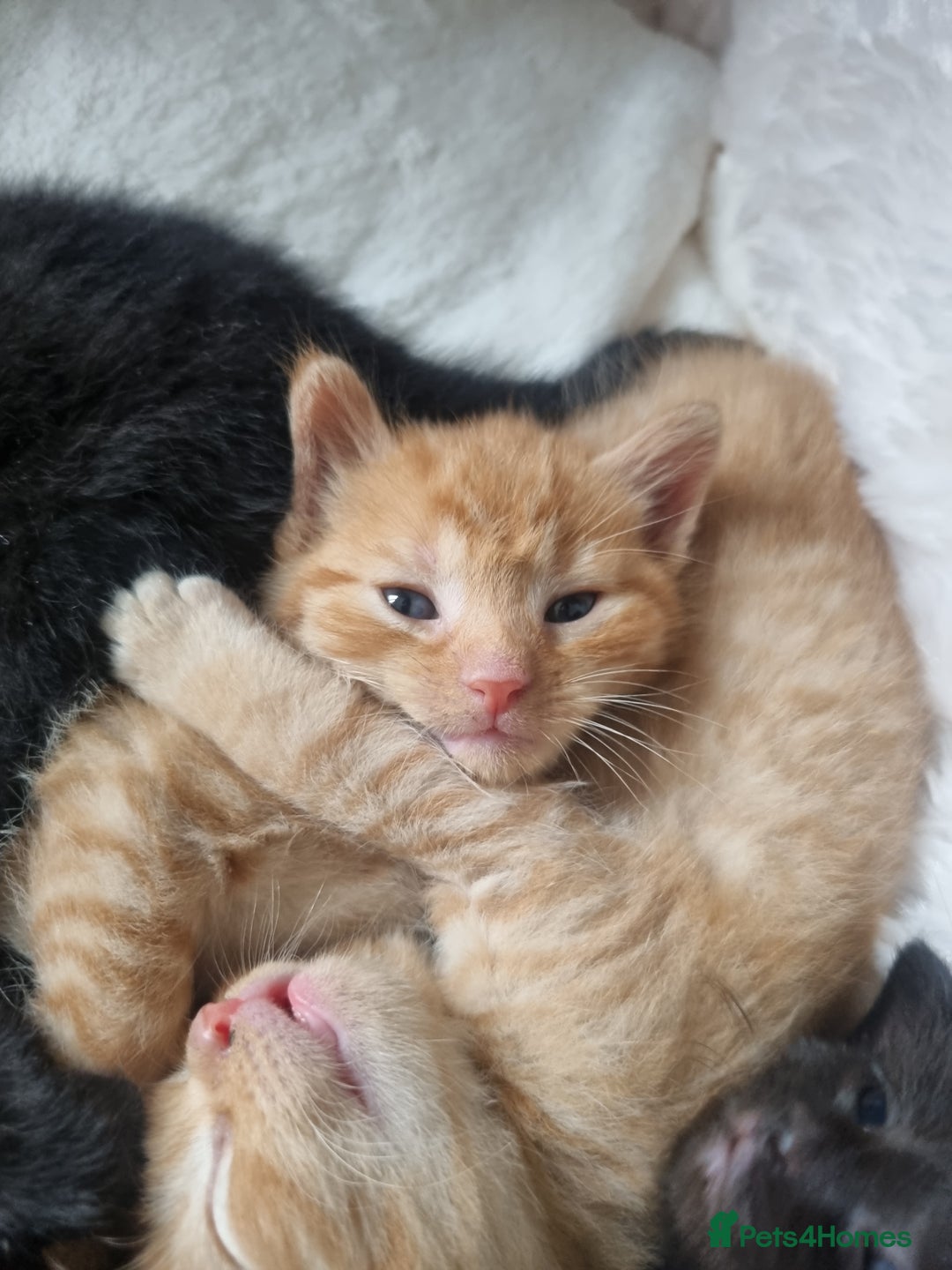 Mixed Breed cats for sale: Mixed tortoiseshell/British short-hair  - Image 7