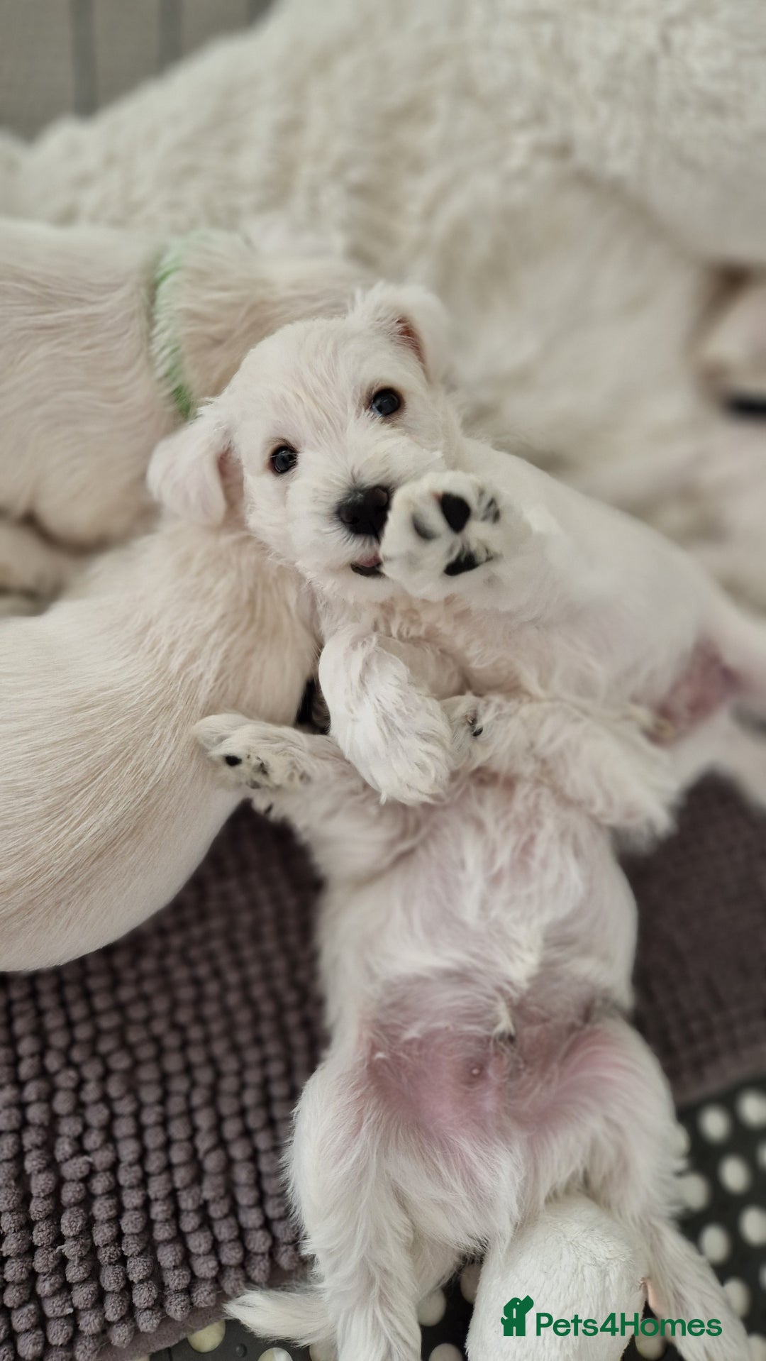 Miniature Schnauzer dogs for sale: Pure White Miniature Schnauzer puppies - Image 3