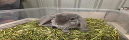 Mini Lop rabbits for sale: smokey blue plush velvet mini lop boy 8 weeks - Advert 6