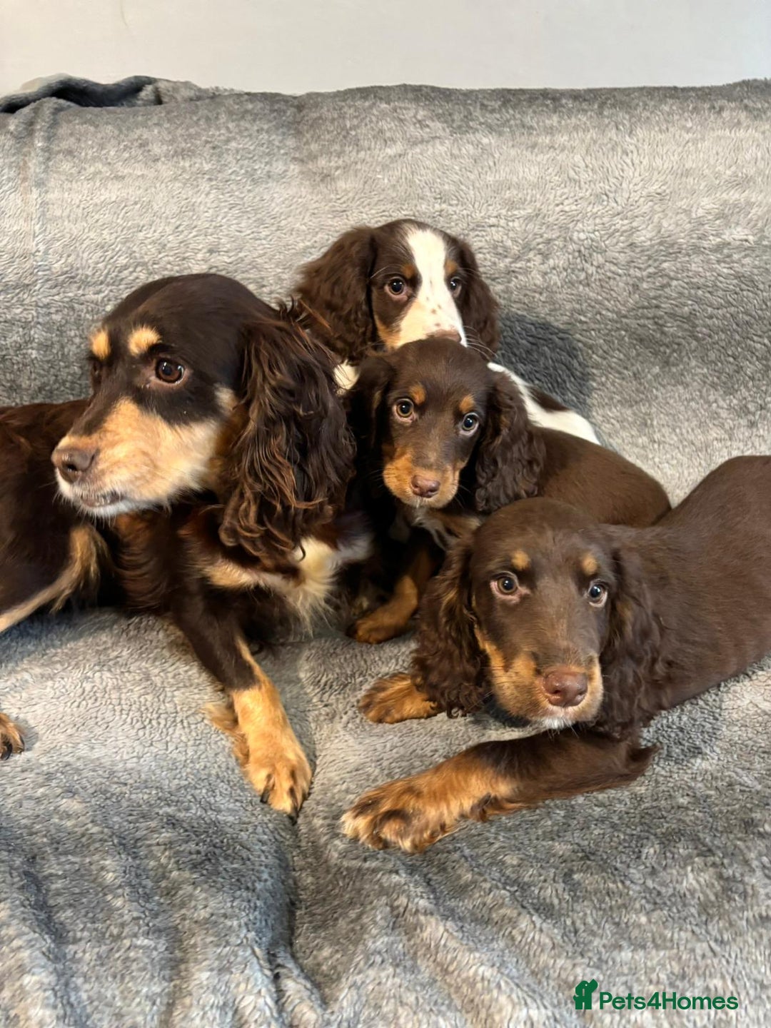 Cocker Spaniel dogs for sale: Cocker Spaniels Ready Now, Fully Vaccinated - Image 8