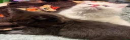Ragdoll cats for sale: Ragdoll Kittens for sale 🖤 - Advert 6