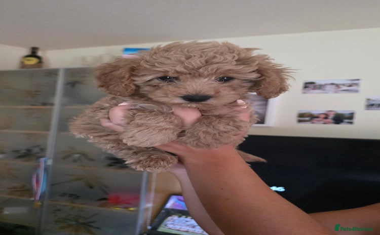 Maltipoo dogs - Advert 1