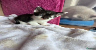 Mixed Breed cats - Advert 13