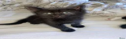 Mixed Breed cats for sale: 2 beautiful boys  - Advert 2
