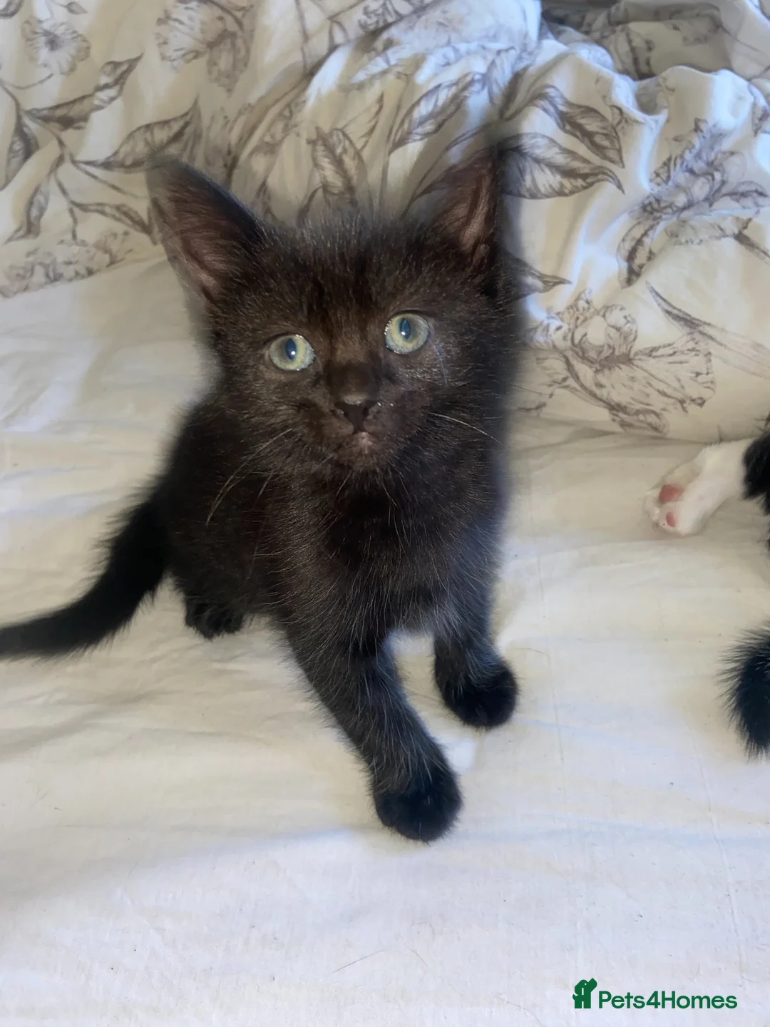 Mixed Breed cats for sale: 2 beautiful boys  - Advert 2