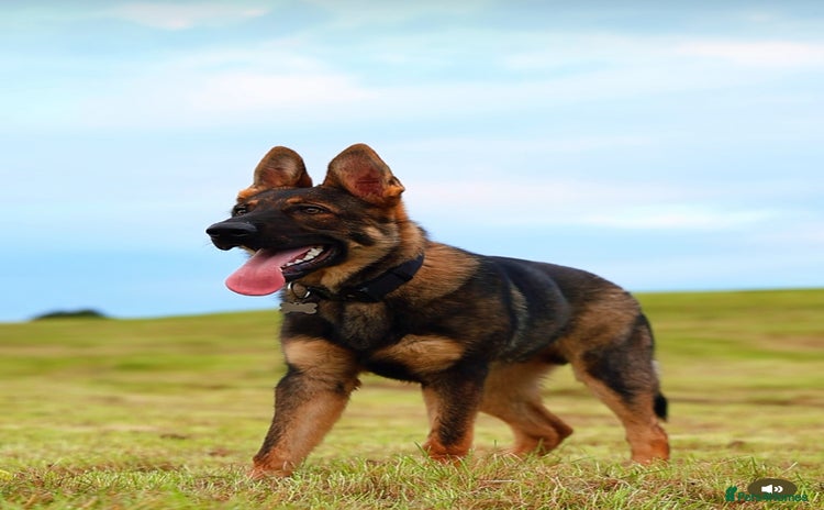 German Shepherd dogs - Advert 3