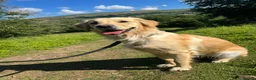 Golden Retriever dogs for sale: Perfect Golden Retriever Litter - Advert 13