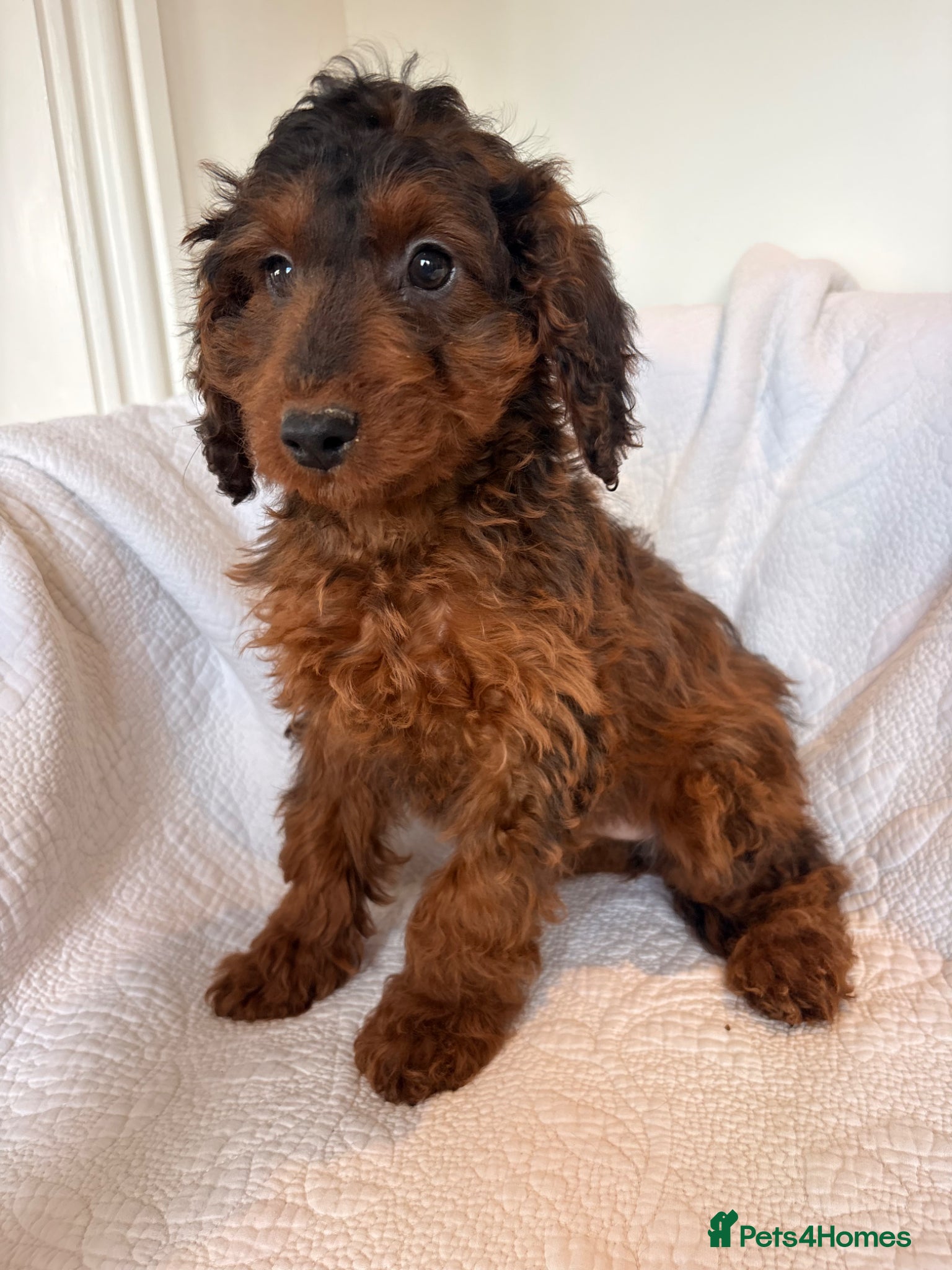 Cockapoo dogs LICENSED BREEDER HEALTH TESTED COCKAPOOS - Advert 1