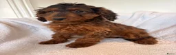Cockapoo dogs for sale: LICENSED BREEDER HEALTH TESTED COCKAPOOS - Advert 11