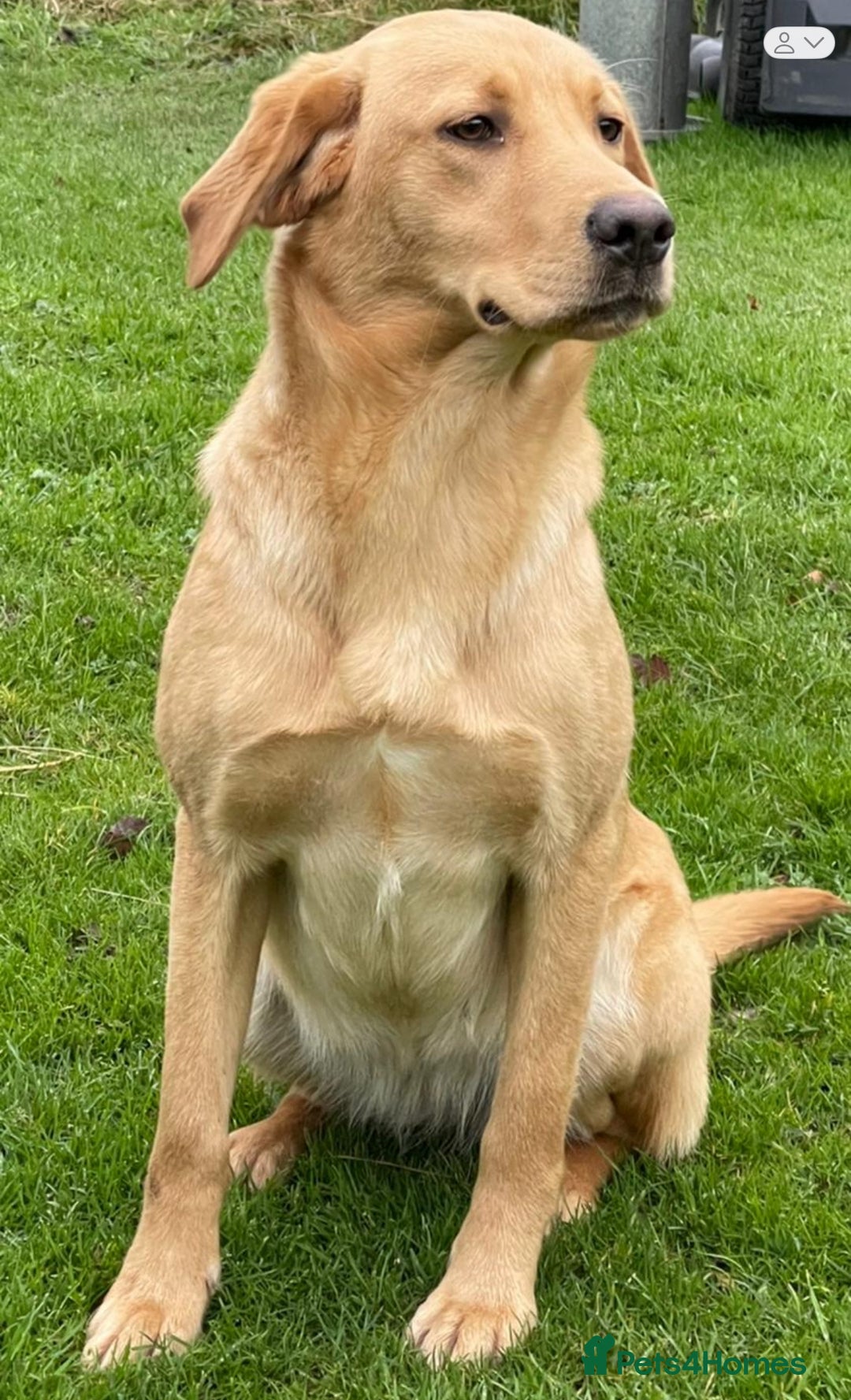 Labrador Retriever dogs for sale: KC Reg Fox Red/Yellow Labrador Pups Health Tested  - Advert 14