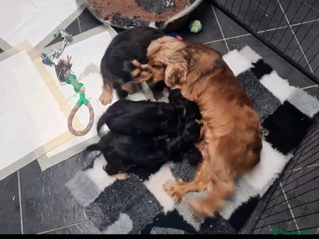 Cocker Spaniel dogs for sale: KC reg Sable Show Type Cocker Spaniels  - Image 4