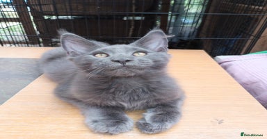 Maine Coon cats in Barnsley - Advert 15